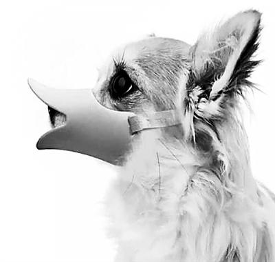 散个步回来 呕吐、抽搐、口吐白沫 7只狗狗莫