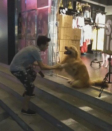主人:狗肉汤是…狗:空调