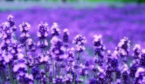 威宁 · 黔韵紫海熏衣草浪漫花季游开启
