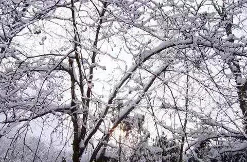 成都人赏雪，别再傻傻去西岭峨眉找挤了！