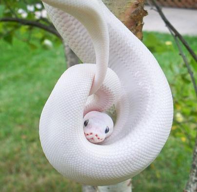 梦到白色的蛇,古老象征与现代解读 梦到白色的蛇,古老象征与现代解读