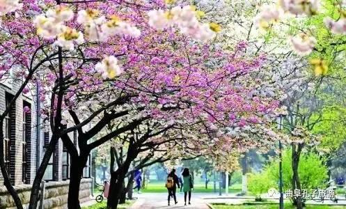 旅游地图|曲阜春季赏花旅游秘籍攻略哈密旅游敦煌图片