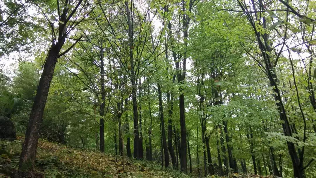 ���μǡ������ɾ���ũ��