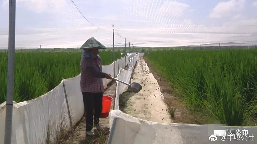 横县“巨型稻+青蛙”，带你看 1.8米高“超级水稻”稻田里的养蛙奇景[并不简单]