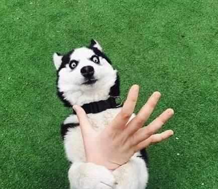 二哈表情包大全看我最后一张我已笑抽太逗了