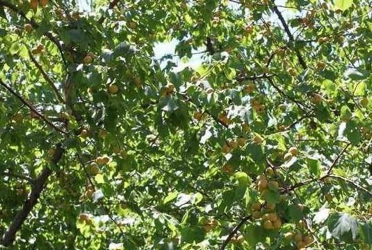 “吊死干杏”真的能吃吗? 不是土生土长的新疆人还真被蒙了