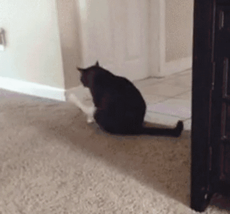 搞笑gif:南方人可能没见过