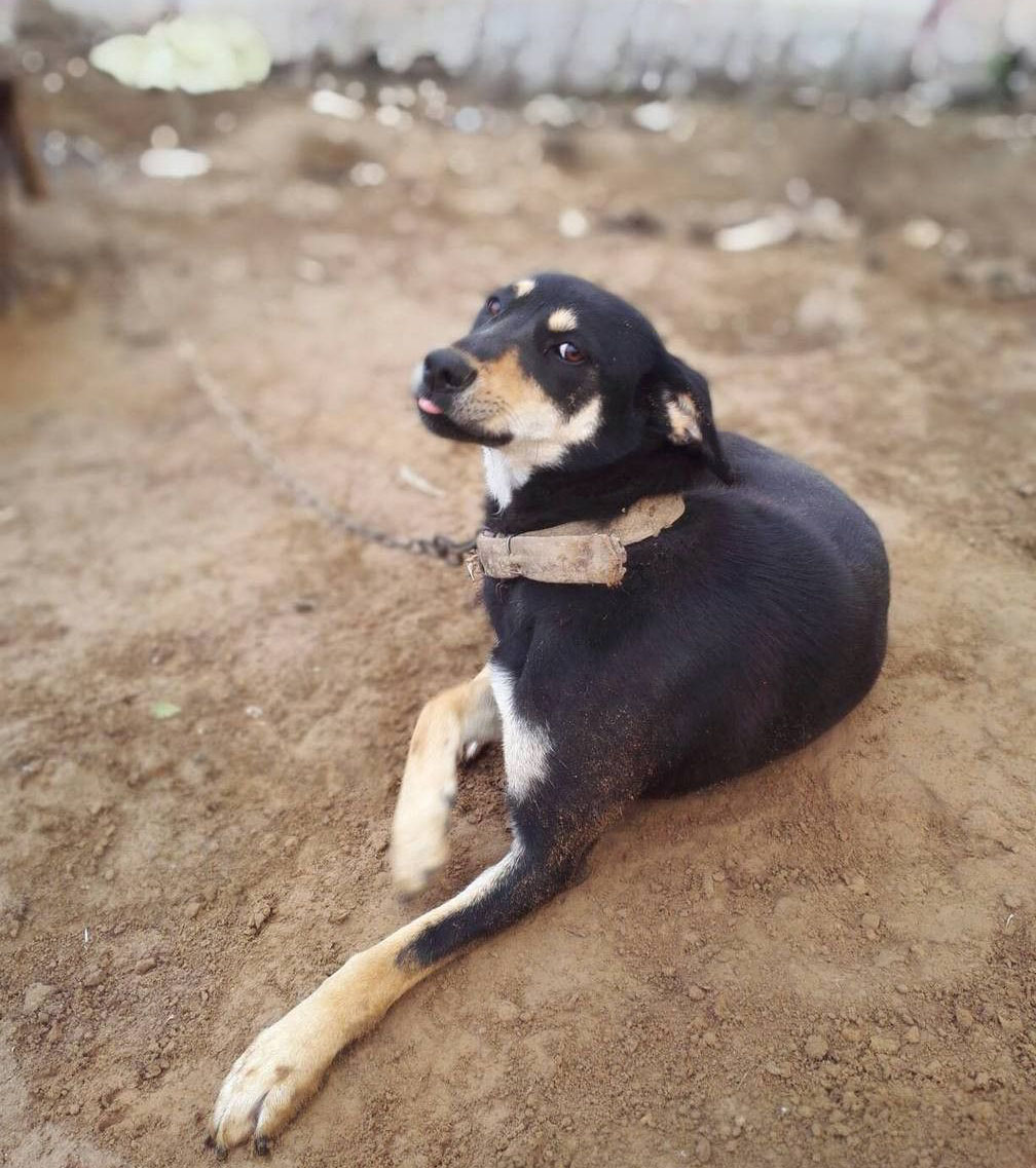 四眼狗不祥中华田园犬里的四眼土狗只因身上国产标签即将消失