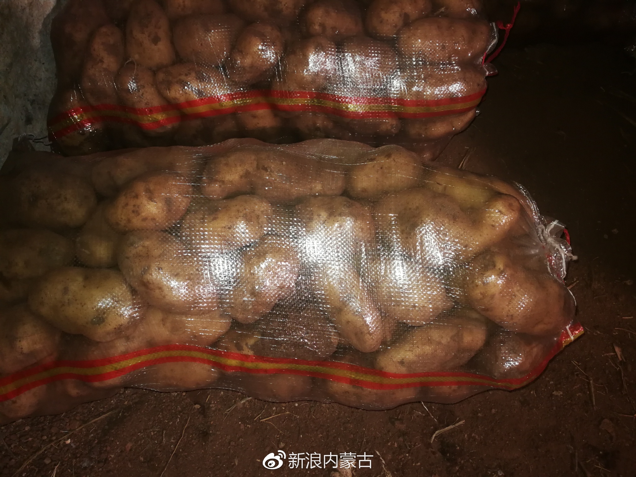 土豆哪里去挖?咱武川可镇大水圪洞有五千余吨