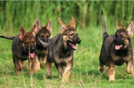 国土生土长的第一狼犬,丝毫不亚于德牧,一生只