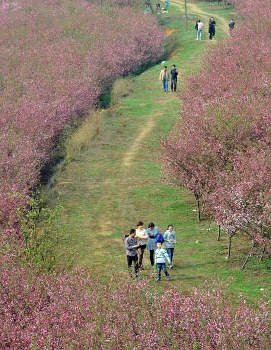 贵州平坝农场樱花园,可以进来看看这篇文章