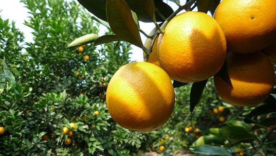 2017年红江橙开始上市了,吃货们得剁手了!