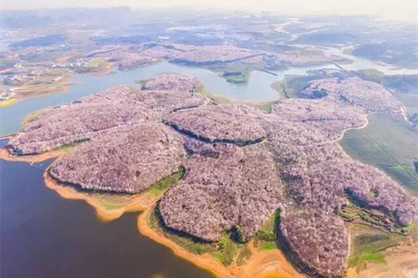 贵州平坝农场樱花园,可以进来看看这篇文章