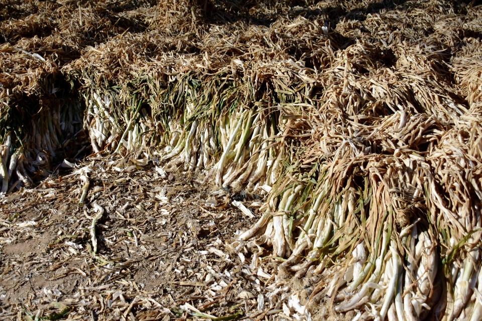 内蒙农民心急如焚, 马上就要种地了, 还有十六万斤干葱没有卖出去