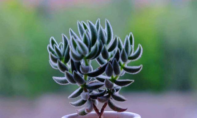 每日一多肉——绒针Crassula mesembrianthoides