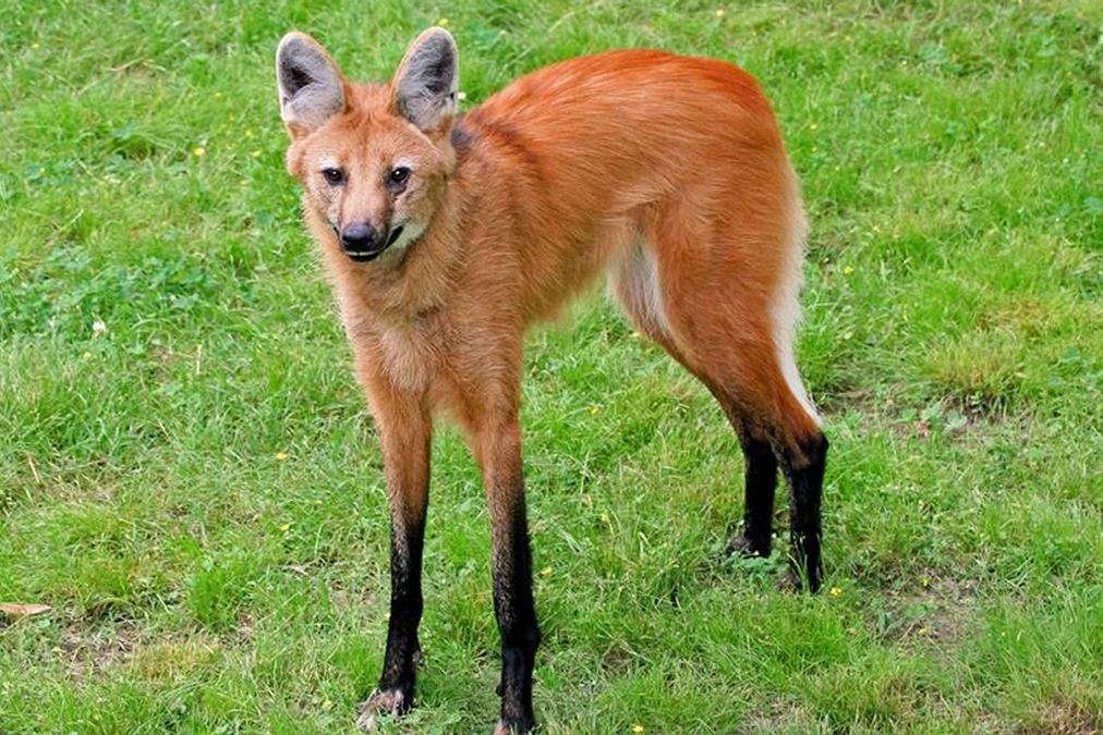 食肉植物有哪些品种 植物如何捕食动物