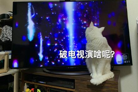 猫咪每天和电视争抢收视率。猫：电视好看我好看？你好好选