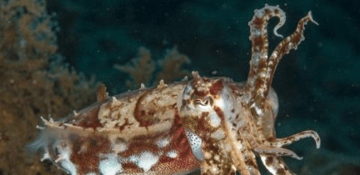 海洋中最会伪装的动物拟态章鱼顶级伪装大师