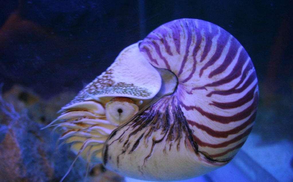 大熊猫名字由来揭秘 为什么大熊猫被称为活化石