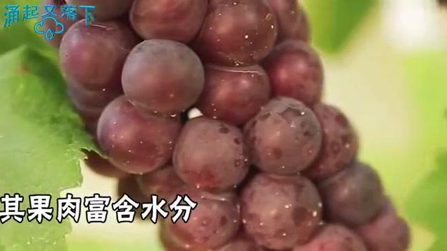 葡萄皮和籽里 含花青素能抗衰老吗 营养师告诉你 怎么吃葡萄