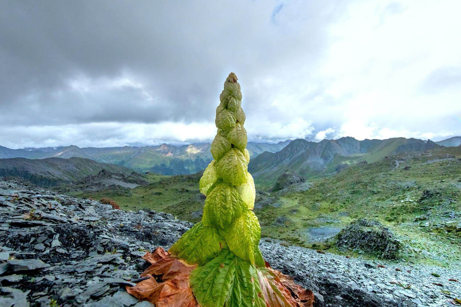 Araliaceae-肯尼亚植物-图片