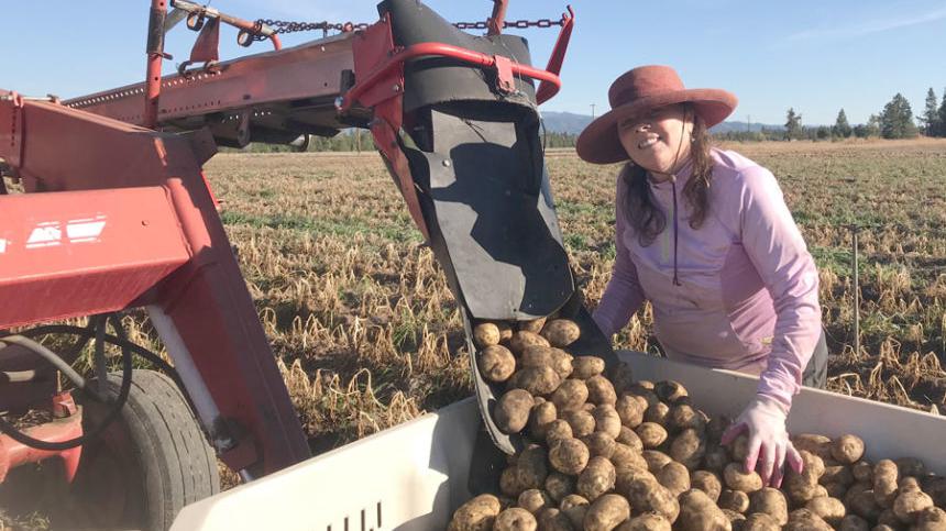 土豆爱达荷州农民开康麦因收土豆,收获成吨马铃薯用重卡装 !
