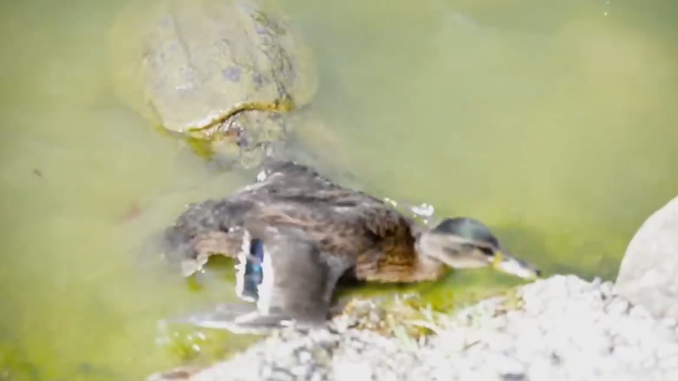 乌龟这么凶？鸭子被水里的乌龟咬住却只能苦苦挣扎，镜头记录全程