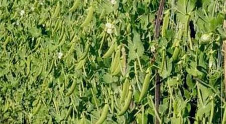 豌豆什么时候成熟？什么时间种植最好？怎么种植？