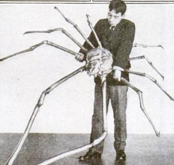 7,世界上最大的节肢动物:日本蜘蛛蟹-甘氏巨螯蟹.