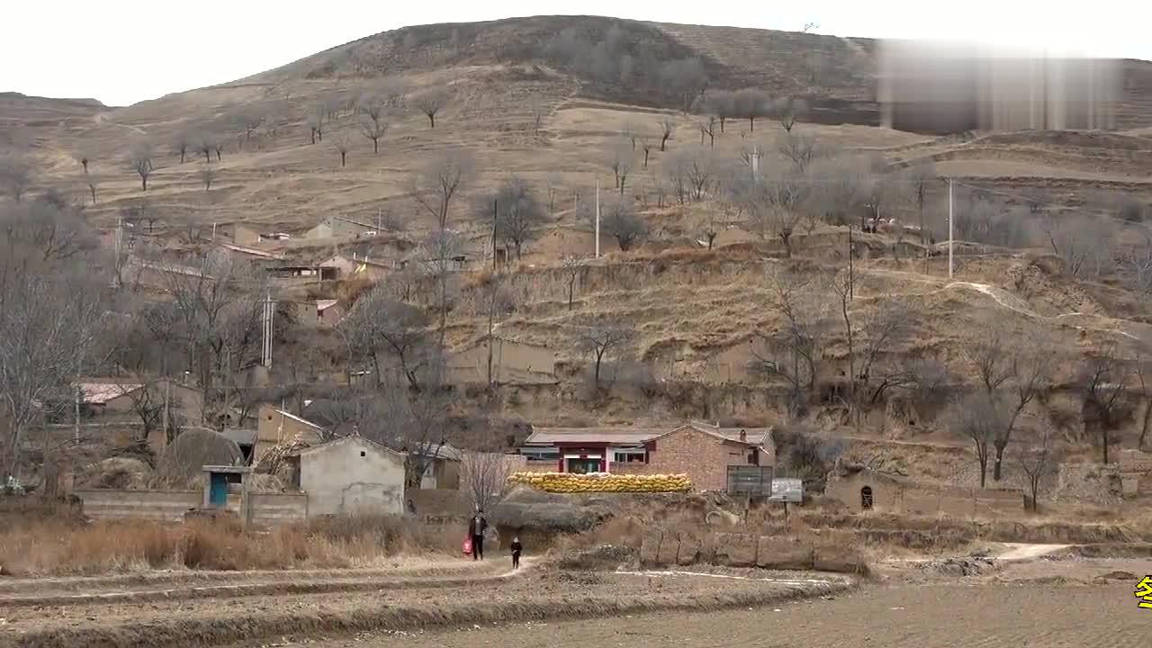 甘肃老家地里农民人割油葵,两口子说话笑死人