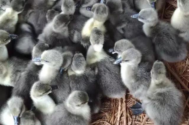 如何查询小鹅花钱直播平台下羊的商品退货退款？