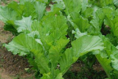 蔬菜种植 潮汕春菜种植有哪些技巧呢 你都会吗 来学学技术