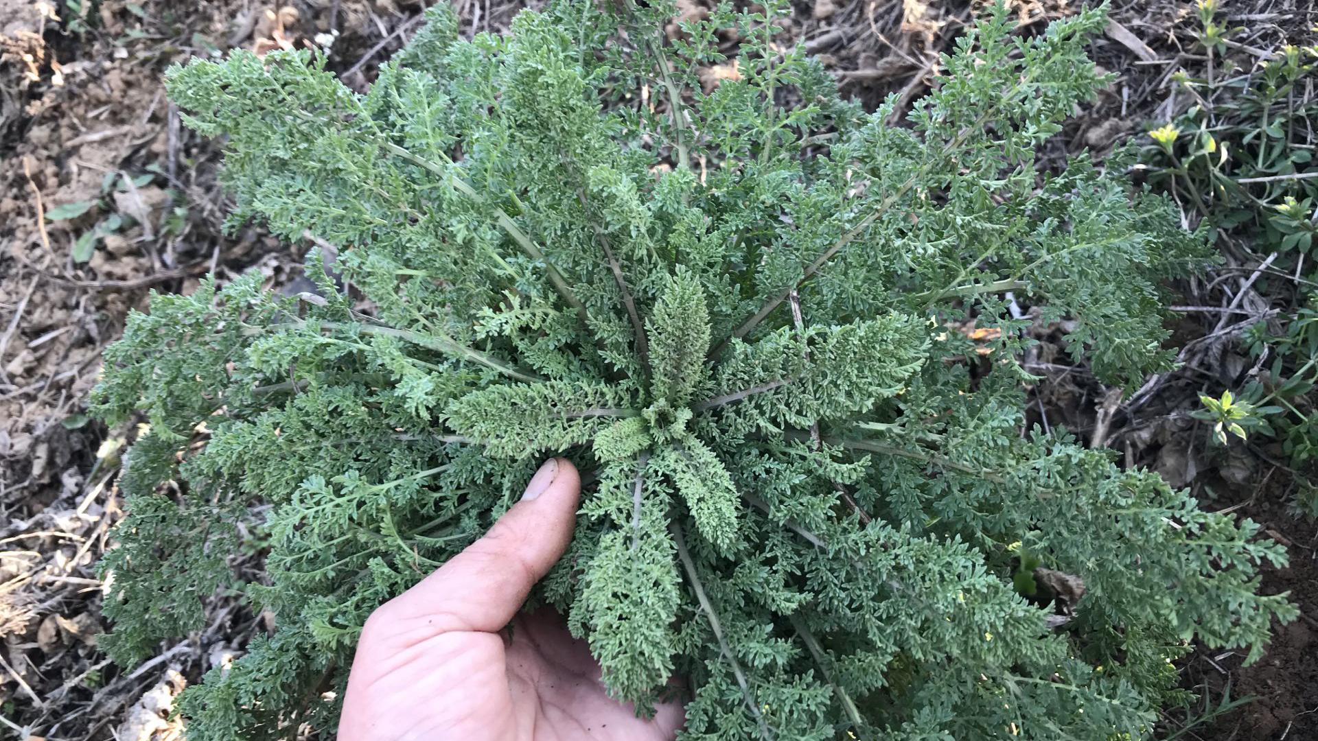 农民宁可不吃肉,也要吃的野菜"麦蒿",到底有啥好?看看吧!
