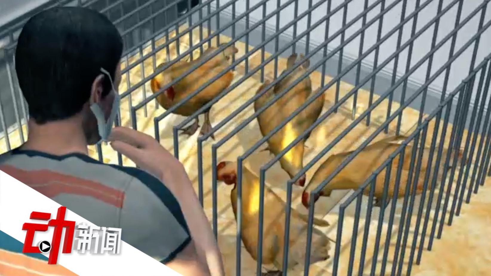 四川发生家禽H5N6亚型高致病性禽流感疫情 该病毒仅偶尔感染人类