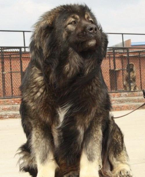 挑选高加索犬的方法 选购高加索须知