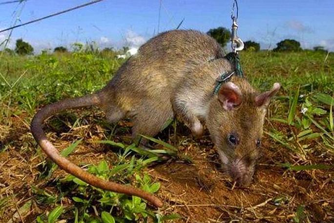 家里有老鼠怎么消灭 彻底驱赶老鼠的方法