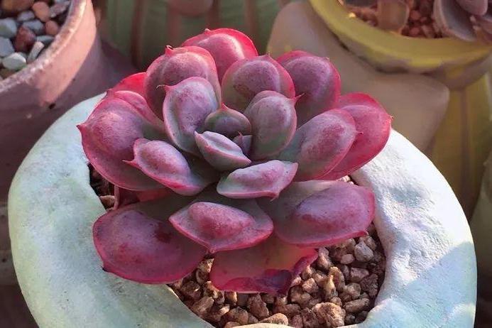 十大最丑多肉图片