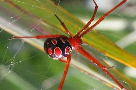 最“毒”蜘蛛：被咬男性持续数小时的生理反应，经历最...