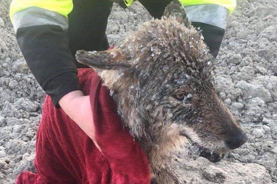 爱沙尼亚“东郭先生”救下一只“落水狗”，结果发现是野狼