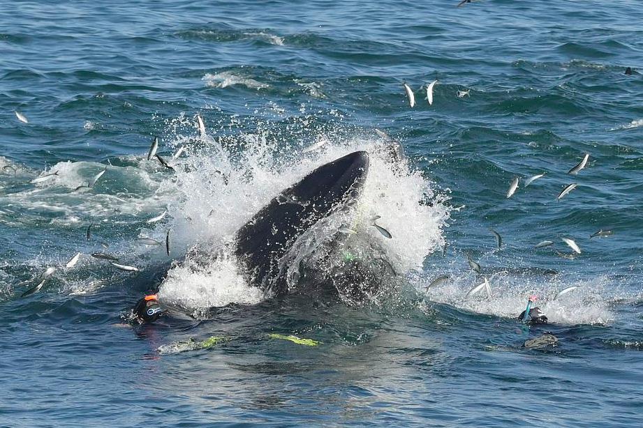 与死神擦肩而过！南非一水下摄影师被鲸鱼生吞 竟安然逃脱