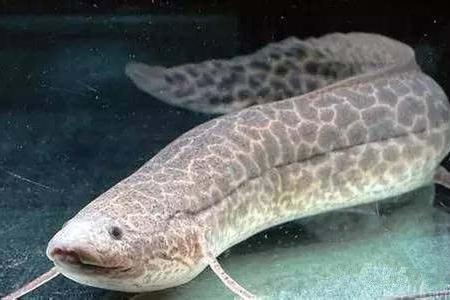 非洲肺鱼寿命有多长 肺鱼到底是什么神奇生物