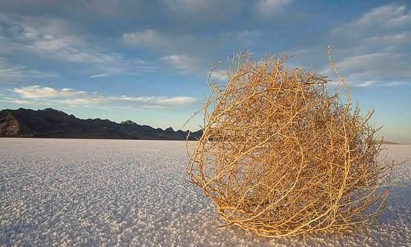 风滚草为什么在我国活不到成年？...