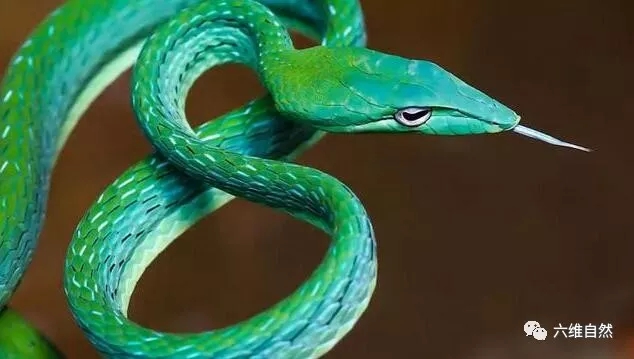 人类天生怕蛇原因 恐蛇症心理分析