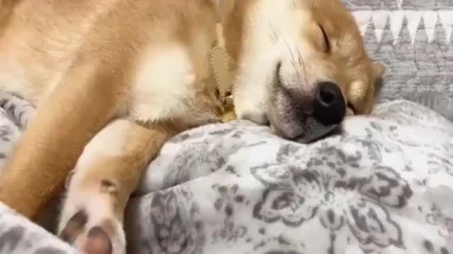 这柴犬睡得也真香啊失眠单身狗表示好羡慕
