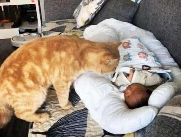 女主人生娃后回家,橘猫看到宝宝一脸幽怨:这么久就只?