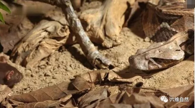加蓬蝰蛇完美伪装在落叶中,静候老鼠猎物送上门!