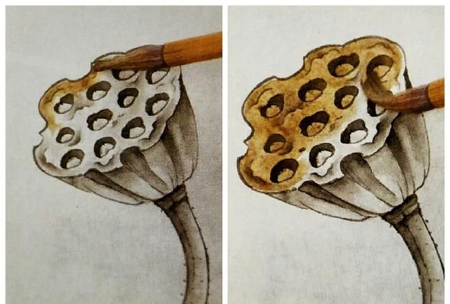「工笔画学习」枯莲蓬的工笔画法