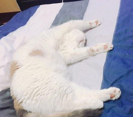 冬天到了,你家猫会这样睡觉么这些睡姿让人大开眼界