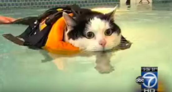 铲屎官强迫家猫学游泳减肥, 结果喵星人一下水整个心理崩溃了