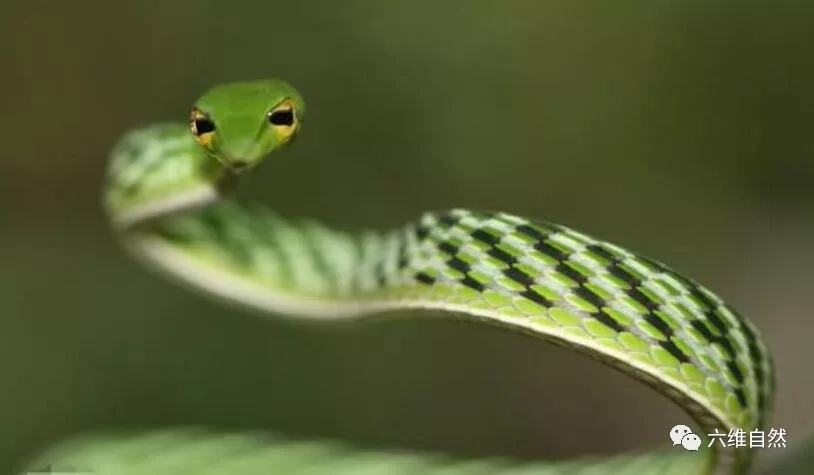 看到“蛇”字就呼吸不畅,为何说恐蛇症并不可笑?...